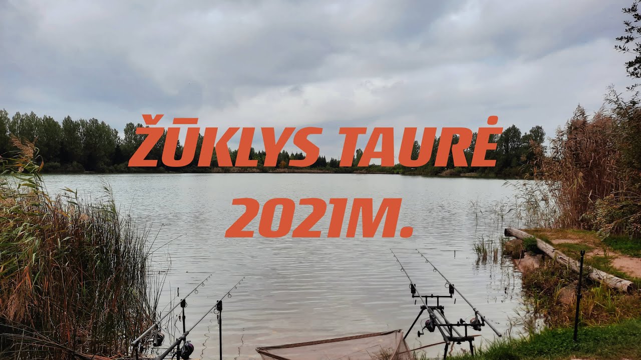 ŽŪKLYS TAURĖ 2021m. (Carp Lake Tauragė)
