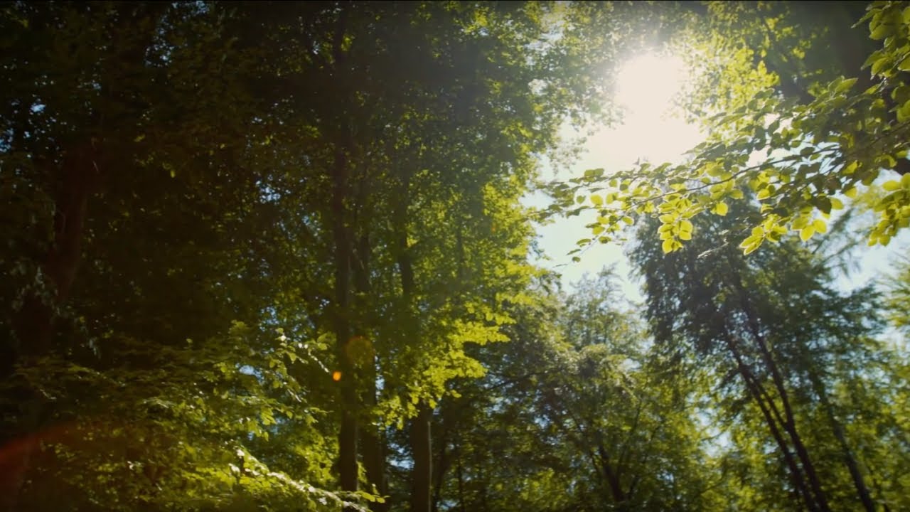 Das FriedWald-Konzept