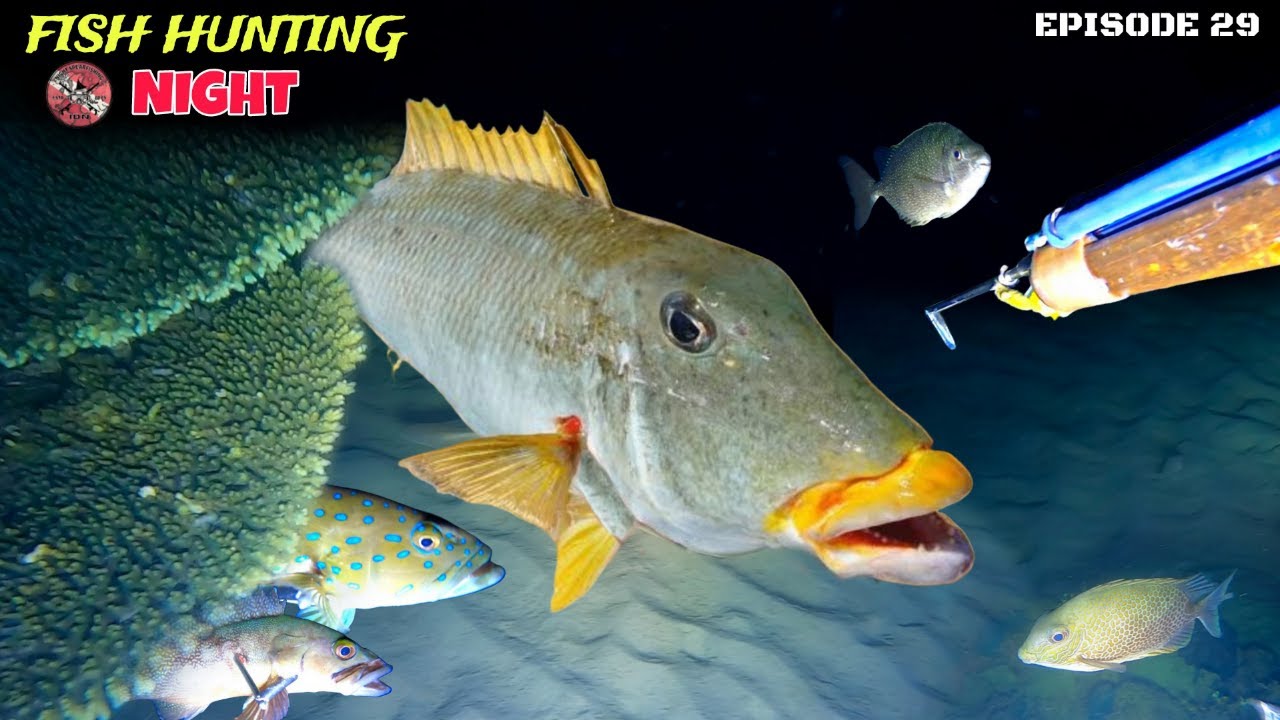 NIGHT SPEARFISHING EPISODE 29 | FISH HUNTING NIGHT