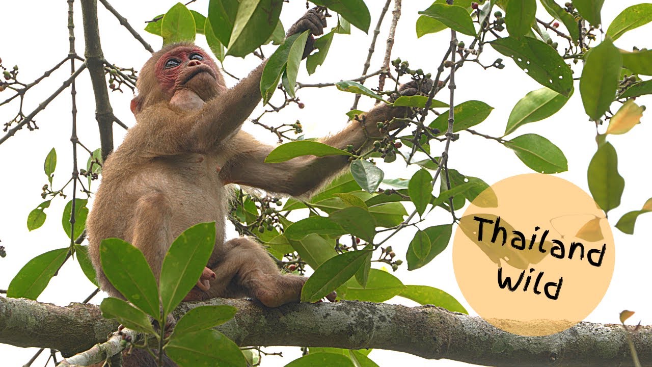Stump-tailed Macaques Stuff their Cheeks In Kaeng Krachan National Park, Thailand.