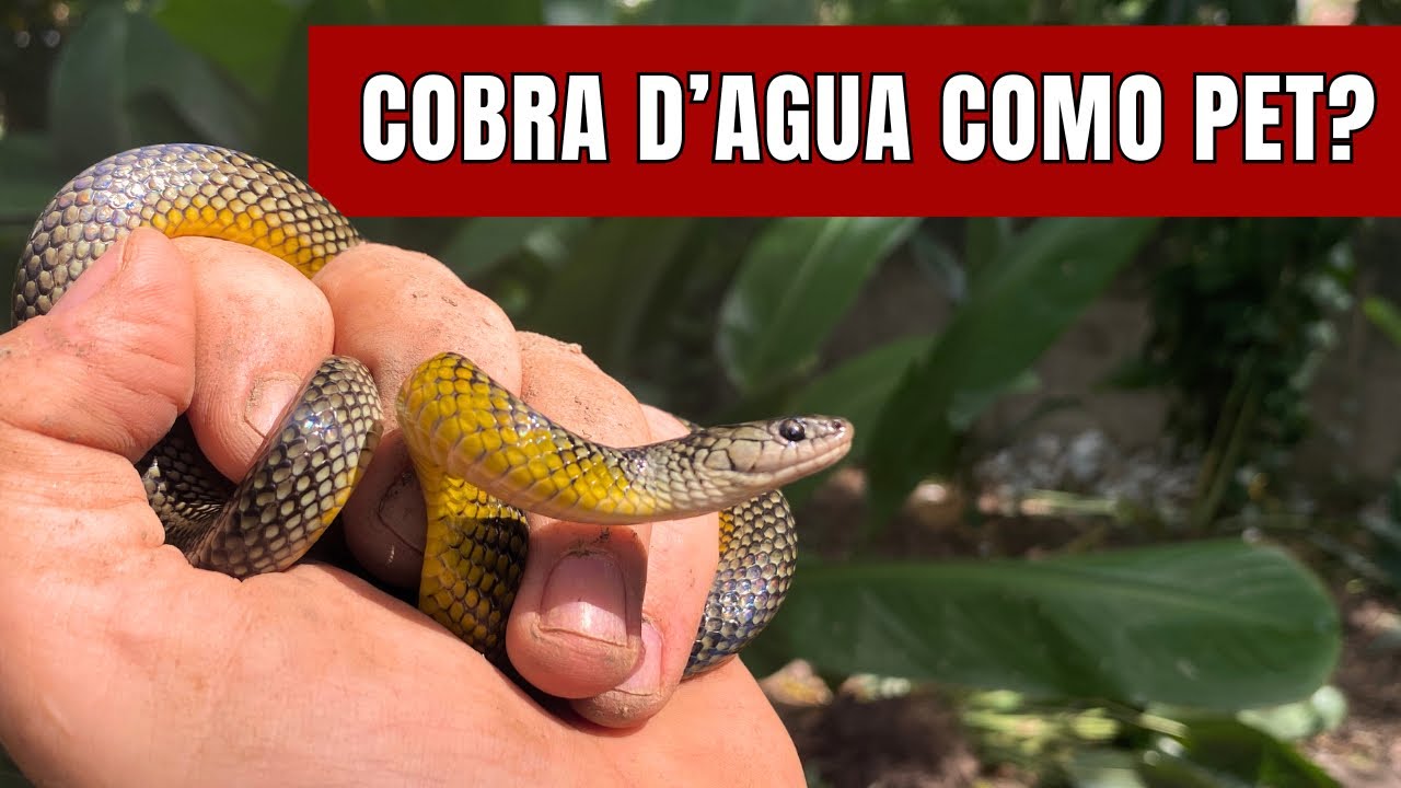Pouca gente sabe, mas a cobra d’água pode ser pet