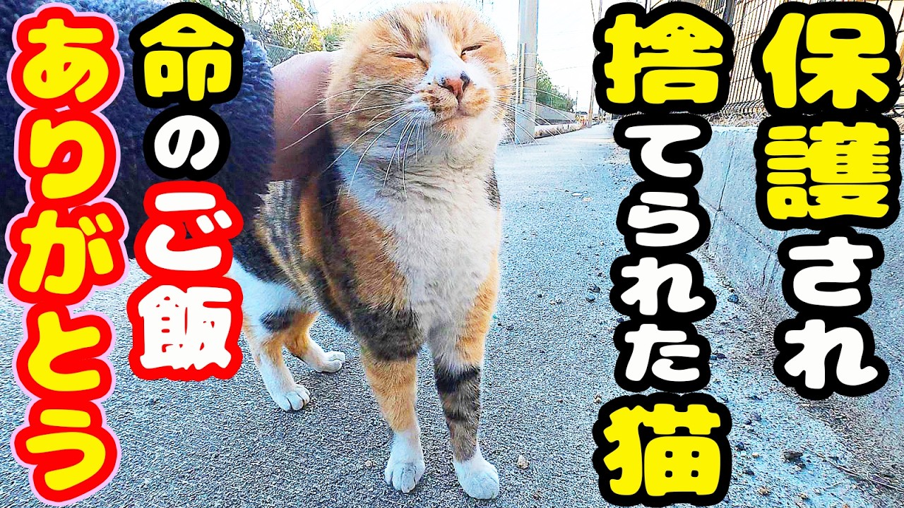保護され捨てられた猫 爆食いして生き抜く！【視聴だけでも猫を助けることになります】支援者様 視聴者様 猫たちに神のご加護を！野良猫の感動猫動画