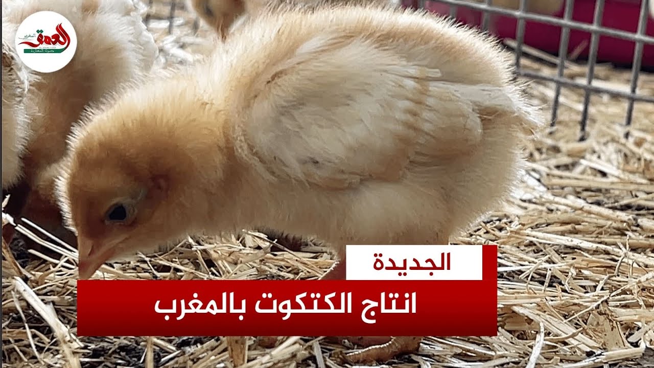 مهني: إنتاج 