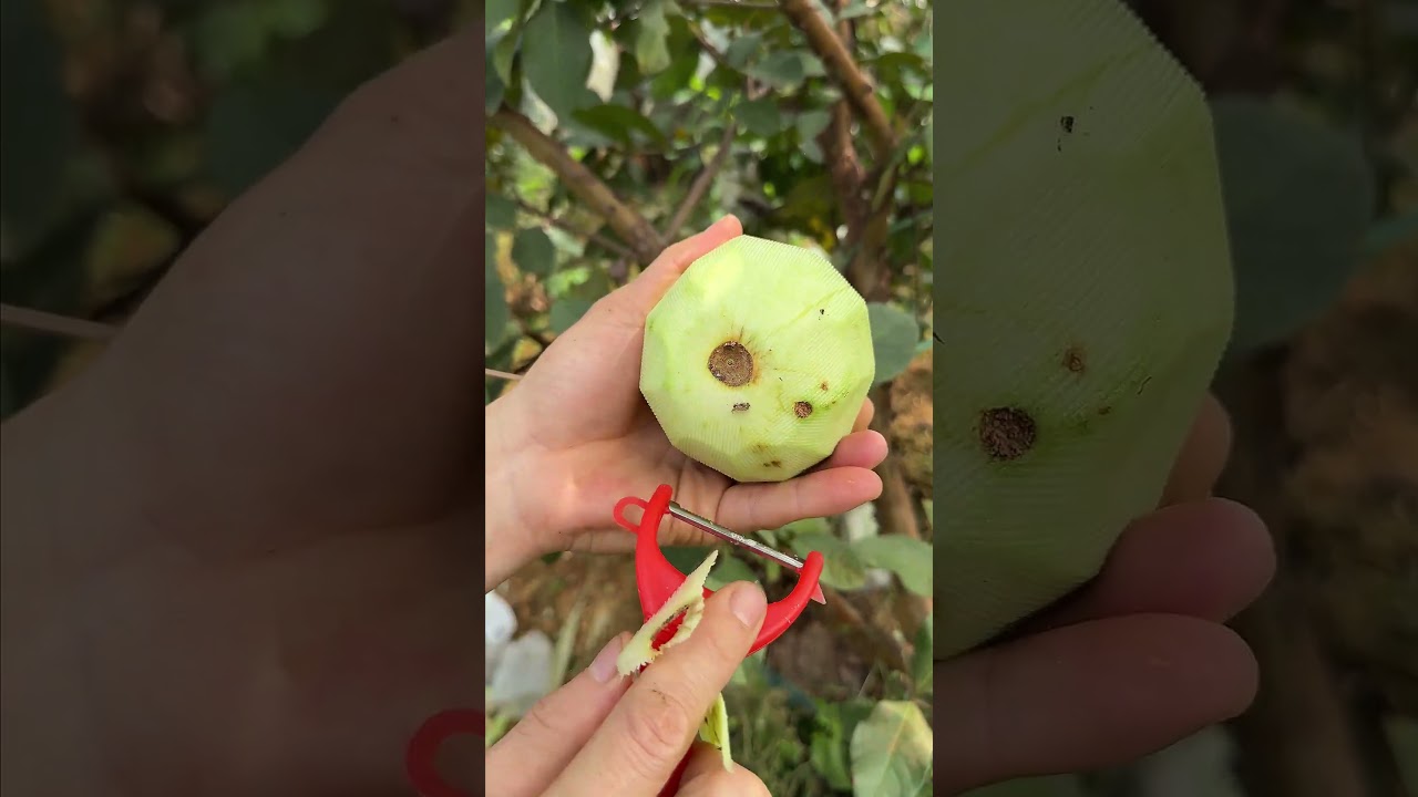 Harvesting Fresh and Delicious Guavas in the Garden
