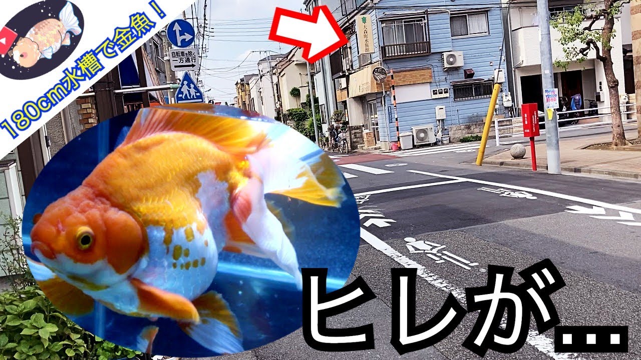 極美なヒレの中国土佐金！2年ぶりの金魚専門店で… 〜180cm金魚水槽〜