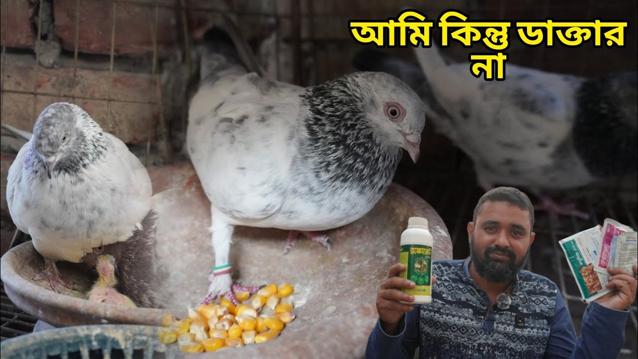 আমি চাইলেও আপনাদেরকে সাহায্য করতে পারিনা #kabootar #pigeonbird
