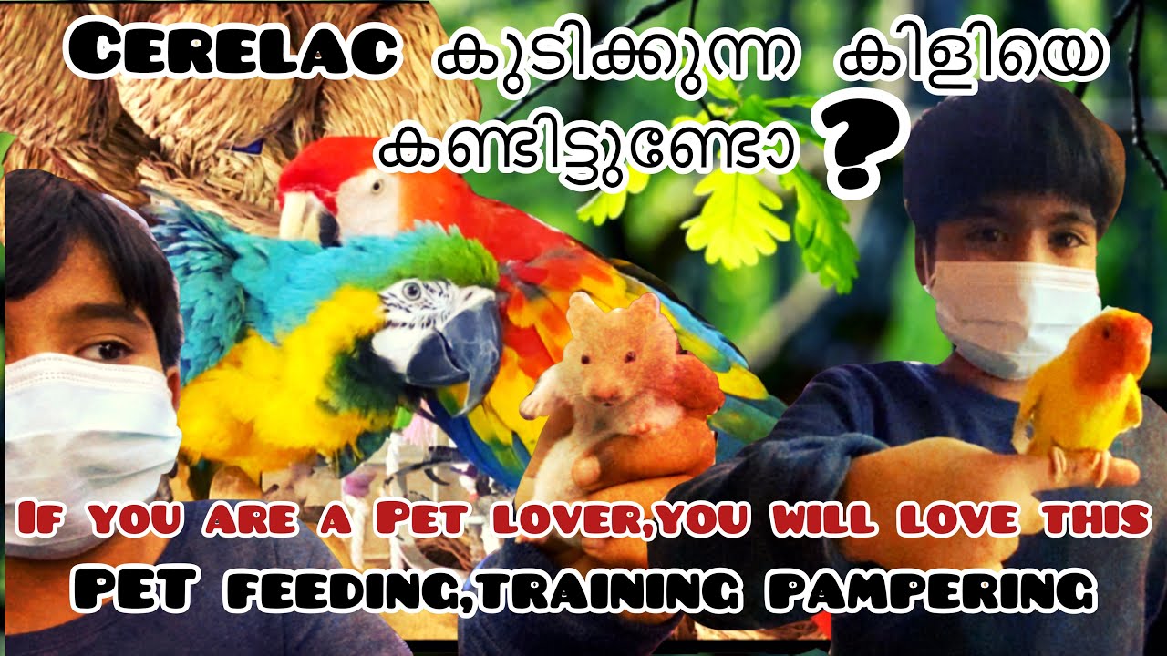 Exploring Abudhabi Mina Pet Market | Have you seen Pet Feeding &Training? Meet Talking African Grey