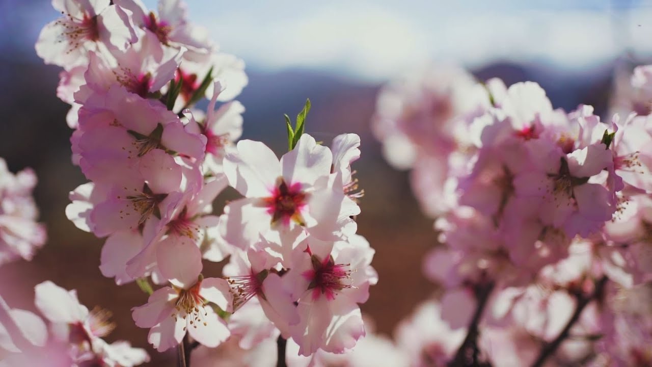 Feria del Almendro en Flor