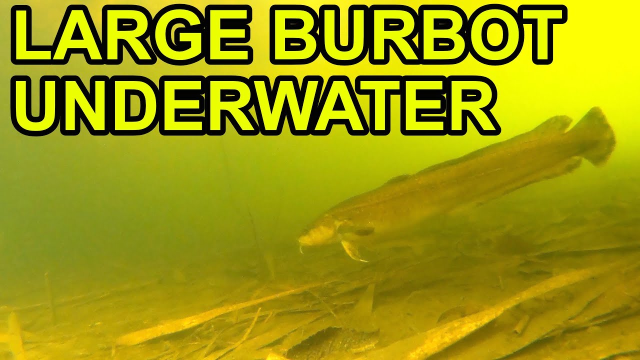 Big Burbot Underwater Europe