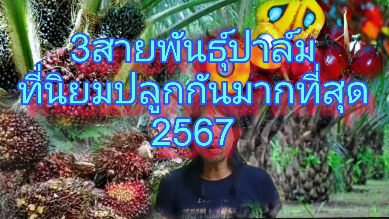 พันธุ์ปาล์มที่ปลูกในประเทศไทยมากที่สุด/บ่าว ชาวดง ดึกดำบรรพ์