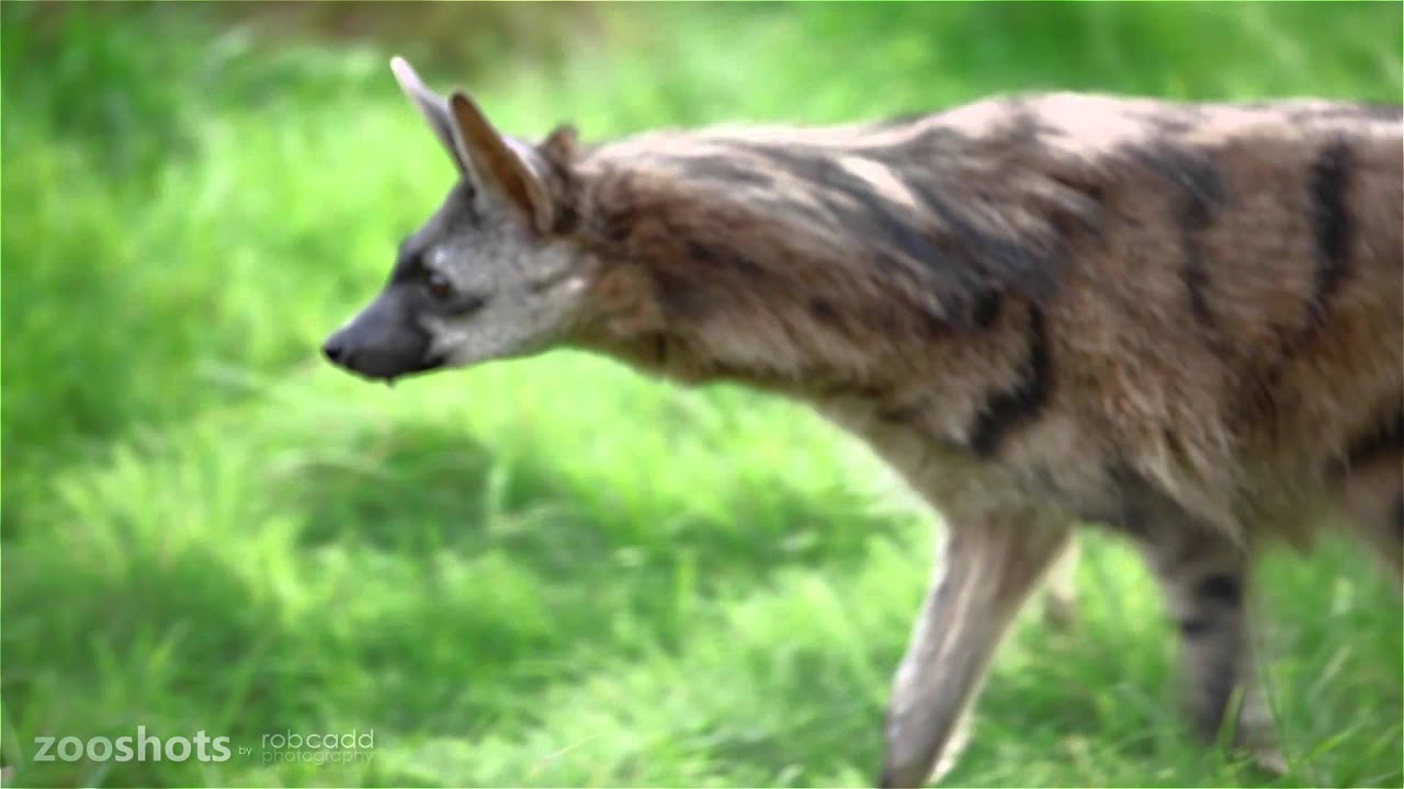 Southern aardwolf; swamp cavy : Hamerton : 13 Sep 2015