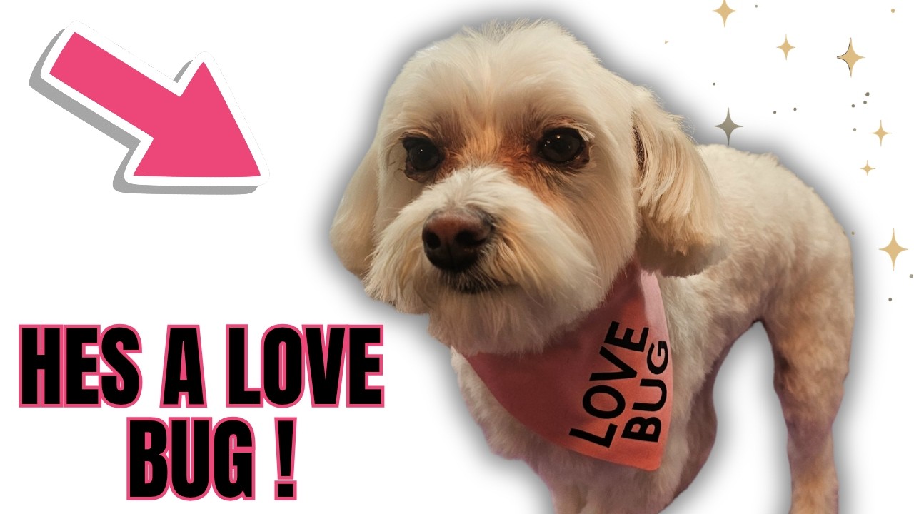 Maltese pet grooming ,puppy cut.