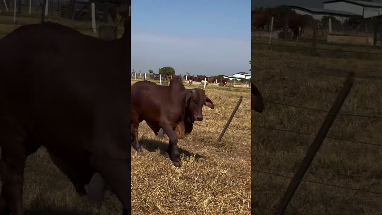 SINDI CASTILHO | SERTANEJO FIV DA ESTIVA - AJCA 6573 - Lindo garrote filho do Evered x Melanta