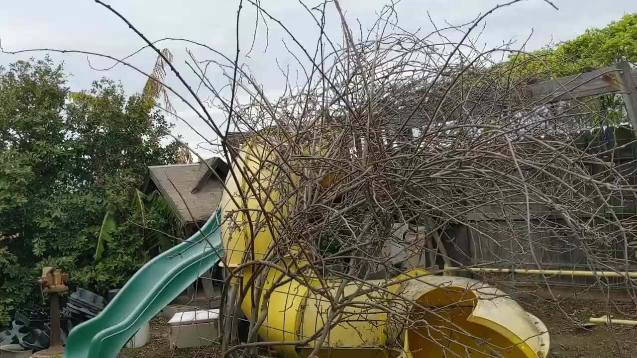 Как в Америке делают обрезку киви 🥝