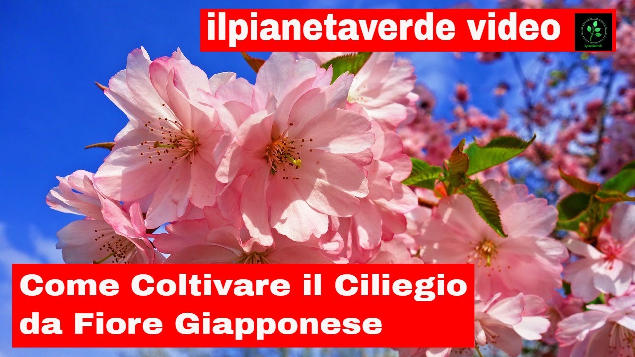Come coltivare il ciliegio da fiore Giapponese