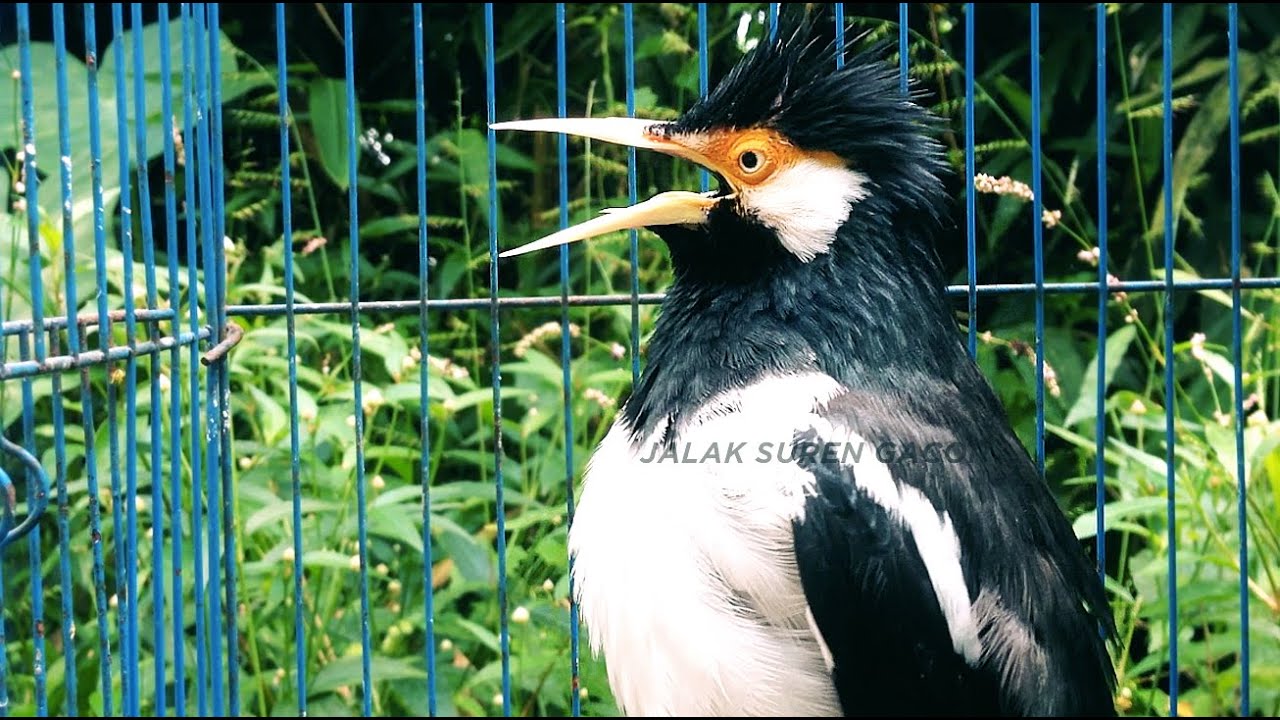 Terapi Jalak Suren Betina Memanggil Jantan Gacor Full Isian Tembakan Mewah