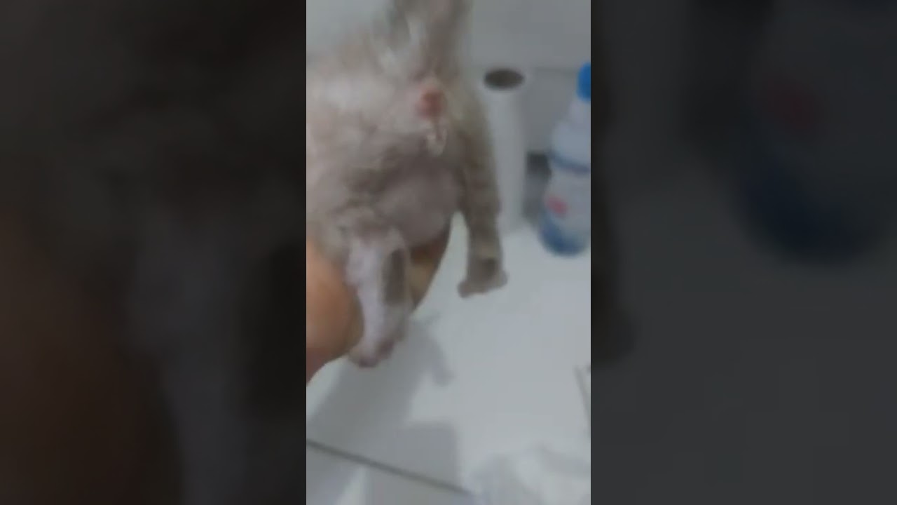 Estimulando o gatinho a fazer cocô