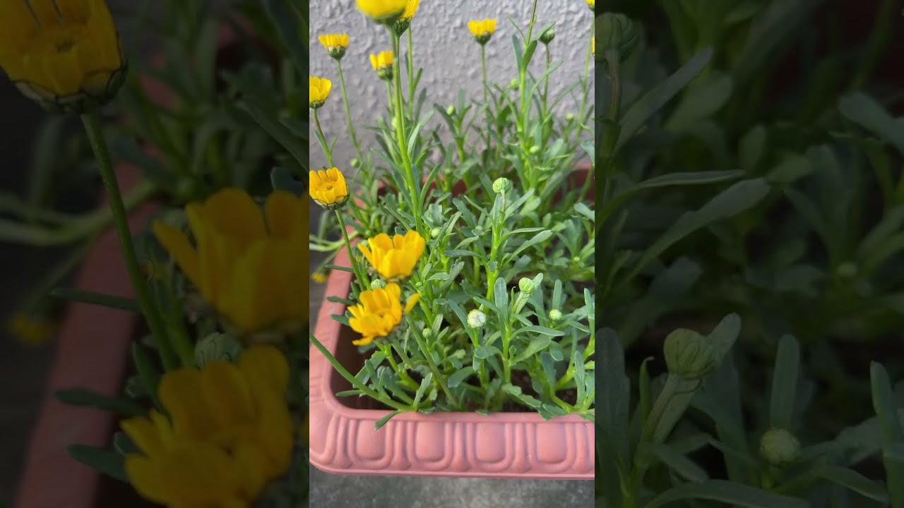 AnnFlower’s and Fruit  is live!