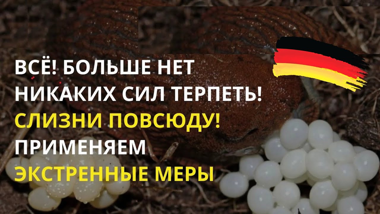 Дача в Германии. Столько слизней мы еще никогда не видели! Как выгнать их с участка? Что нам делать?