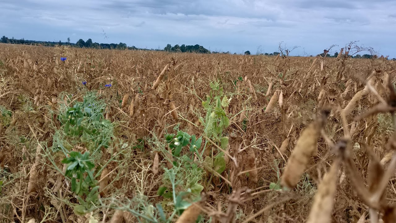ŻYTO NA 10 TON PRZEDPLON RZEPAK. CO Z TYM GROCHEM?     POTRZEBUJE WASZEJ PORADY.