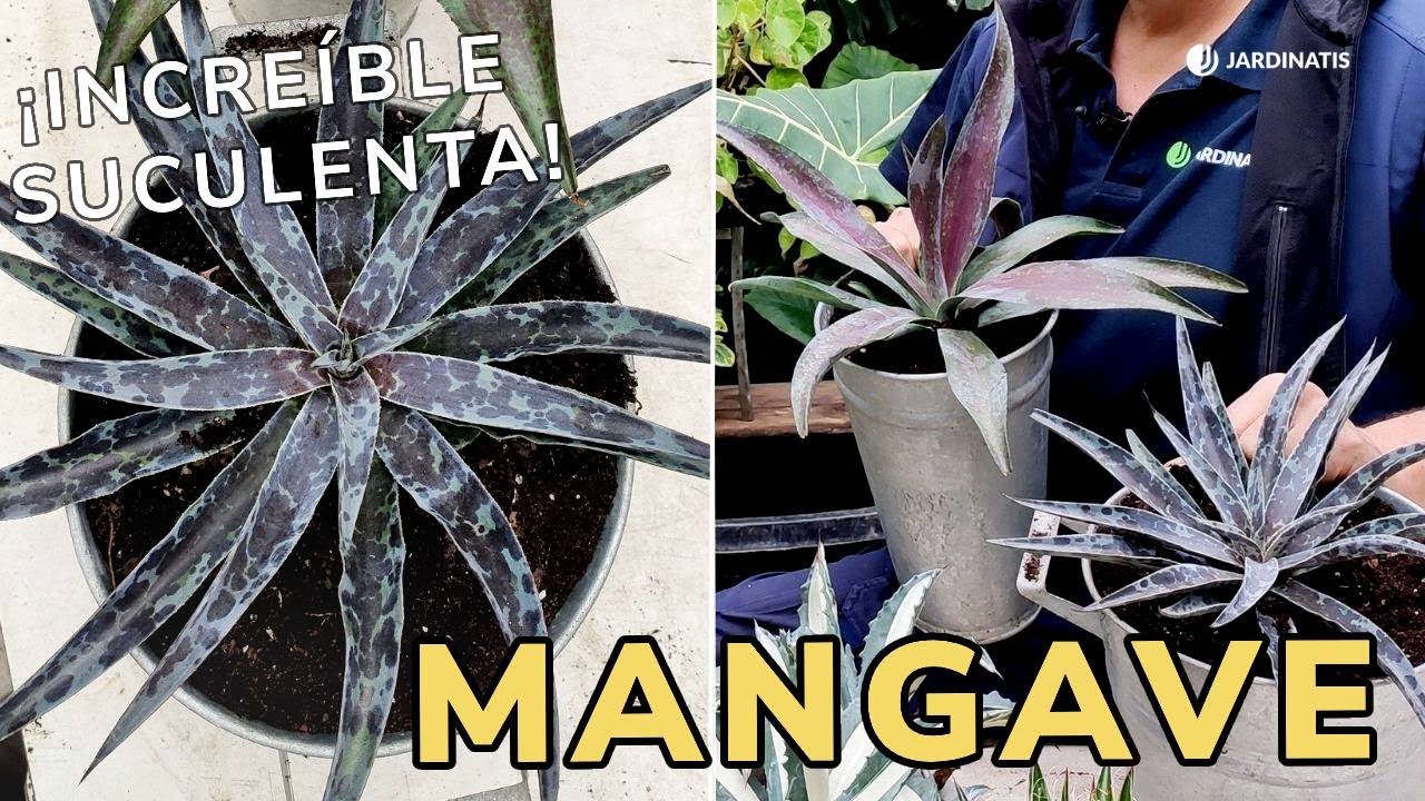 MANGAVE ¡Descubre esta increíble suculenta! Un híbrido entre el Agave y la Manfreda // Jardinatis