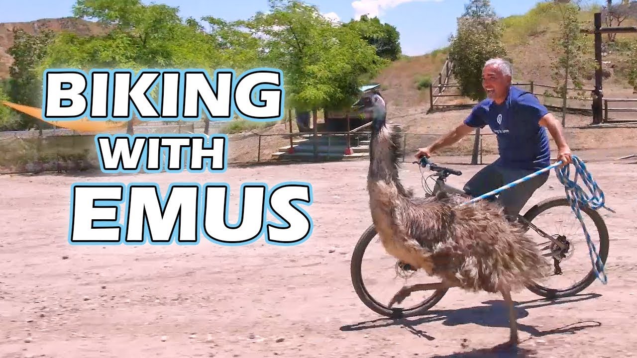 How I Connect With My Animals