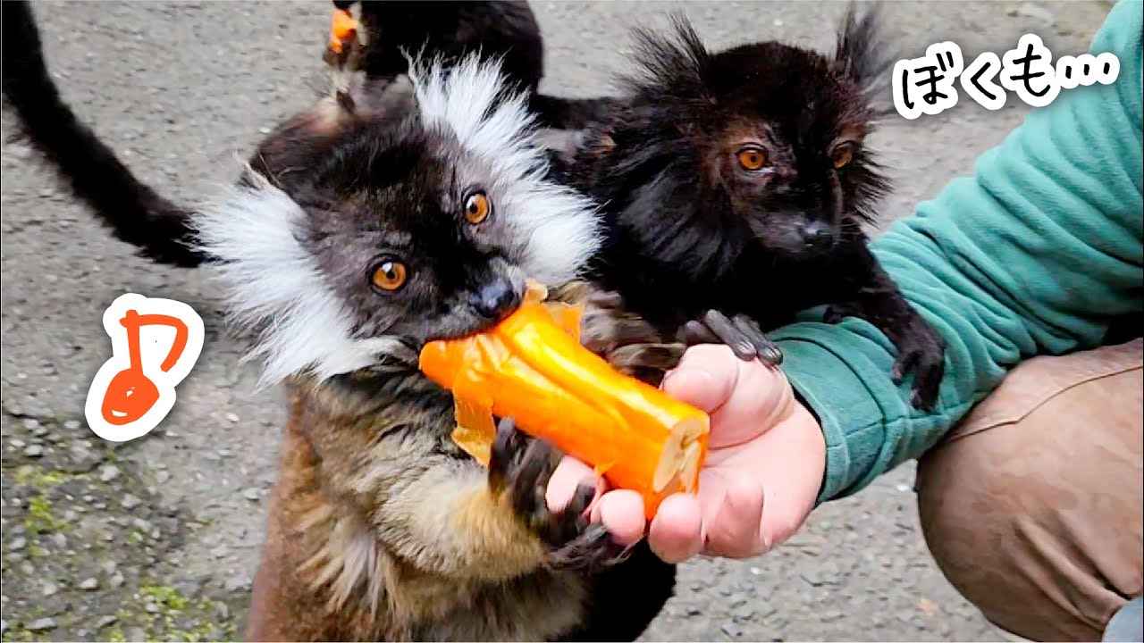 【節分】動物たちに恵方巻きをあげたら、大人気であっという間になくなりました！【アルパカ・ひつじ・クロキツネザル・バク・カピバラ】