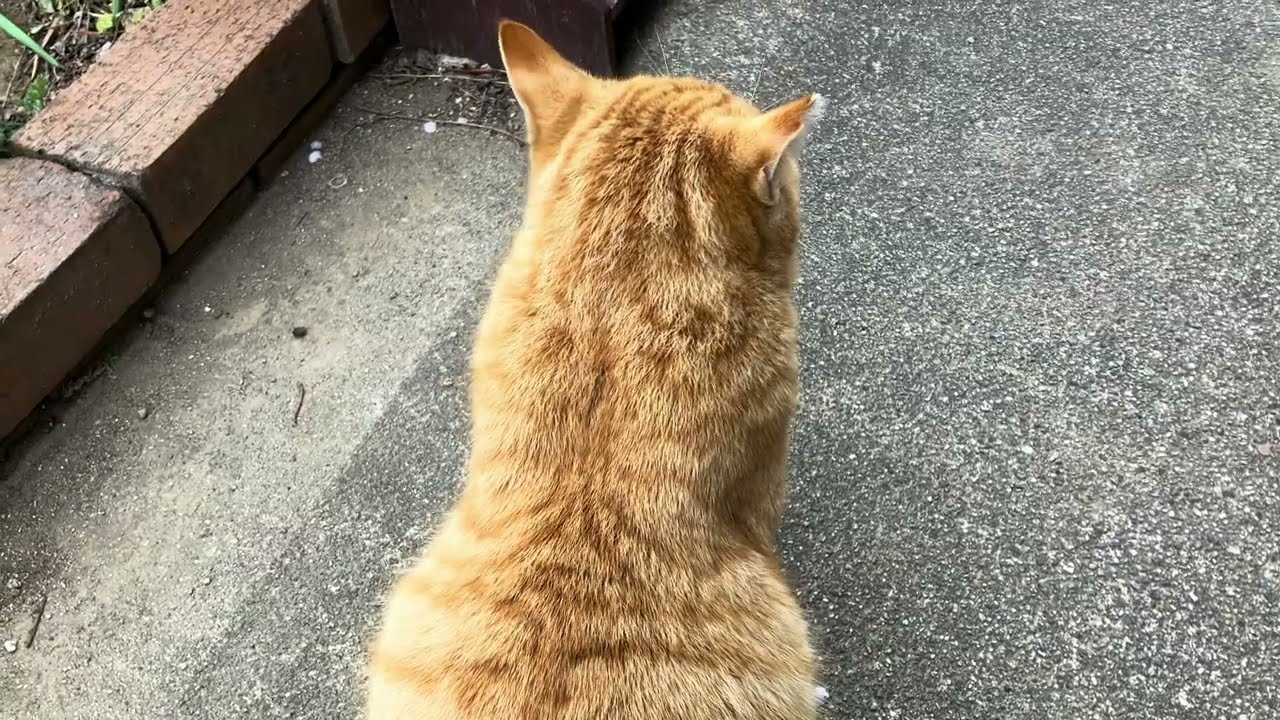 【子猫】エダマメ、植えてみる【若猫】