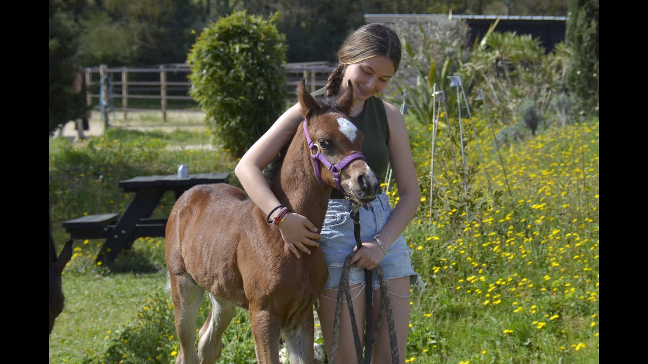 PEGAZUS / Poulain PSA Pur-Sang Arabe bai - Haras La Colombiere / Marina DELVIL (C)