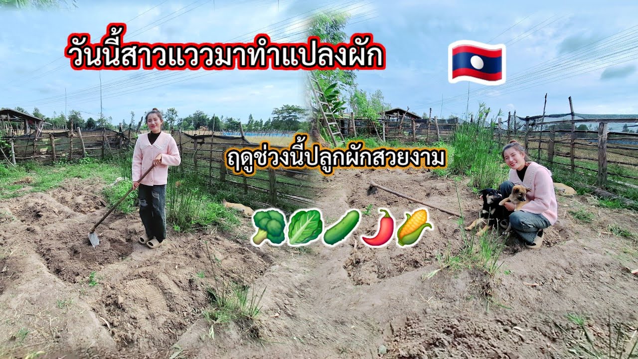 #วันนี้สาวแววมาทำแปลงผักสวนครัว🥦🥬🥒🌶🇱🇦#วิถีชาวบ้าน #สาวลาว  30 พฤศจิกายน ค.ศ. 2025