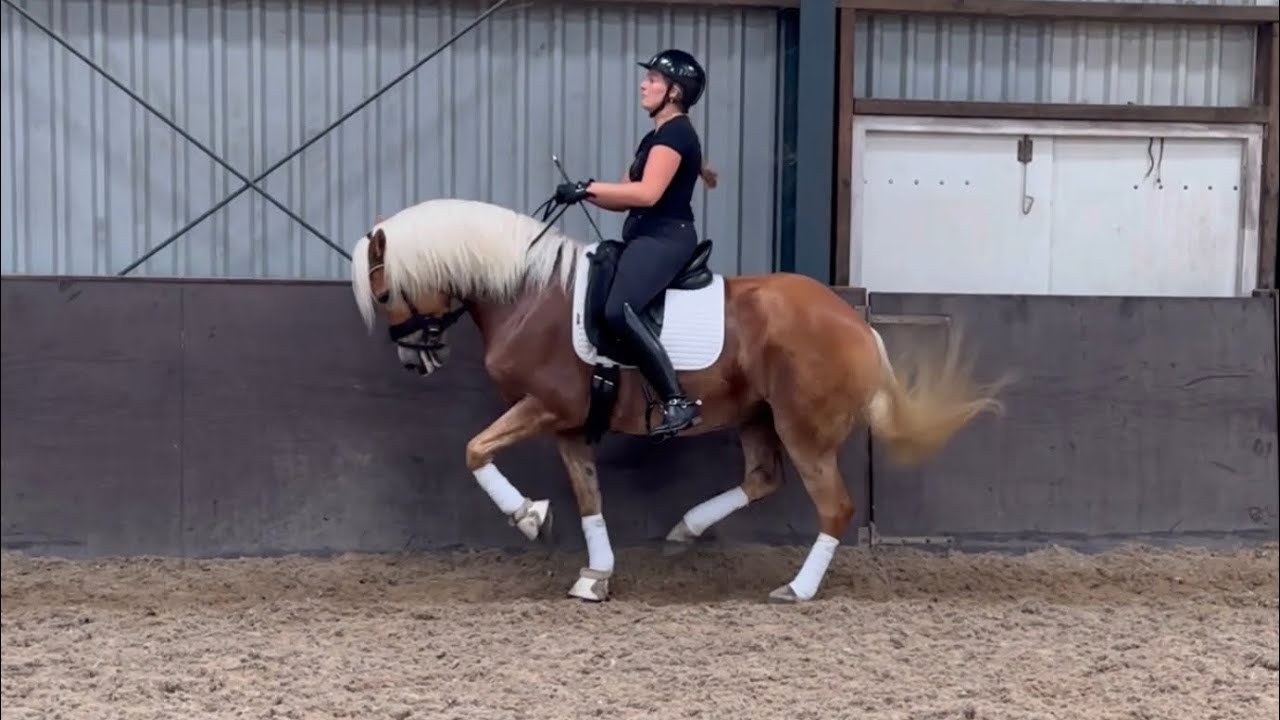Dressage haflinger mare
