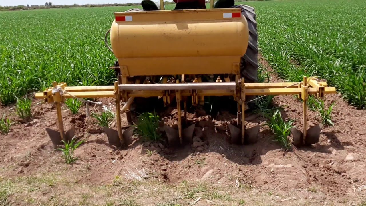 Fertilizando el sorgo🤠🌱