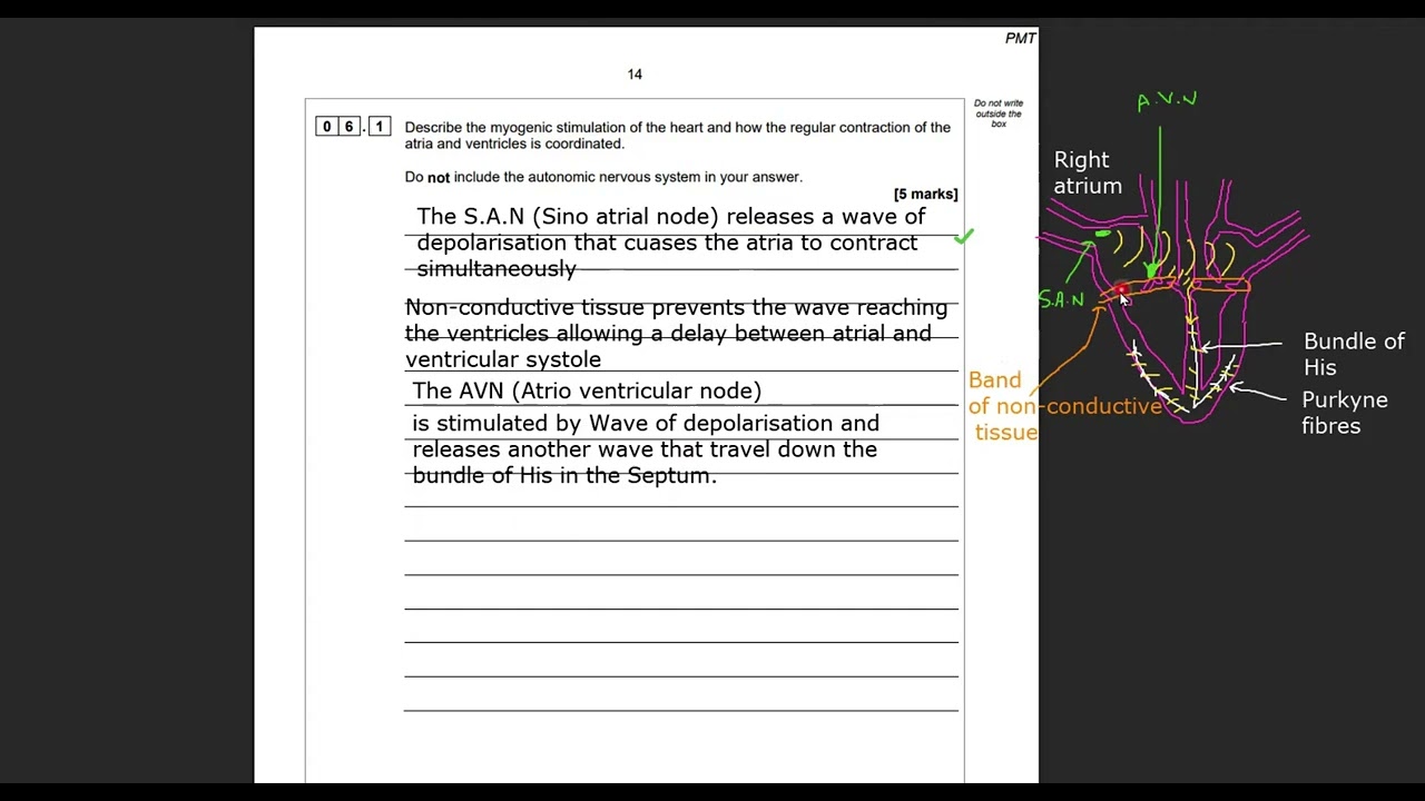 A-Level Biology Myogenic stimulation of the heart and P values Walkthrough question