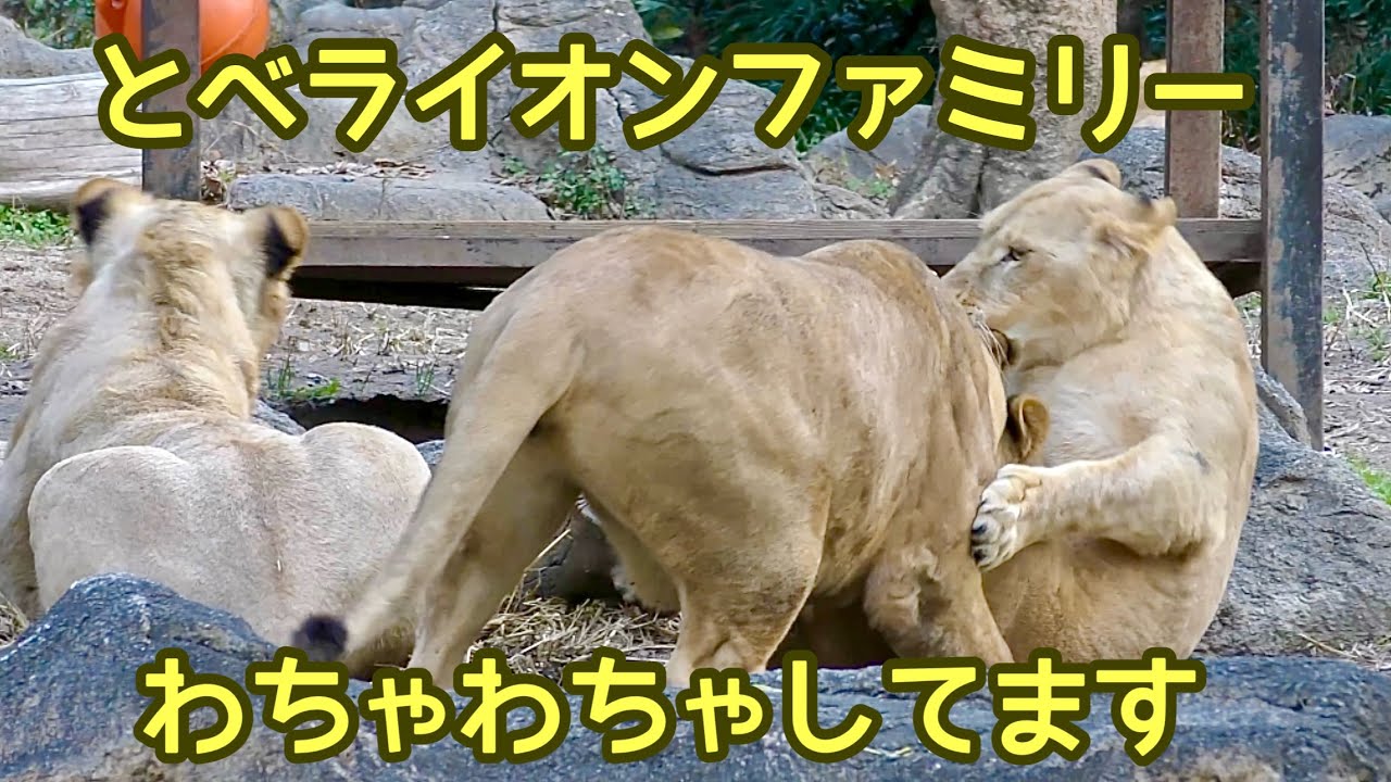ライオンファミリー　わちゃわちゃと遊んでいます【とべ動物園】Lionfamily Tobe Zoo 