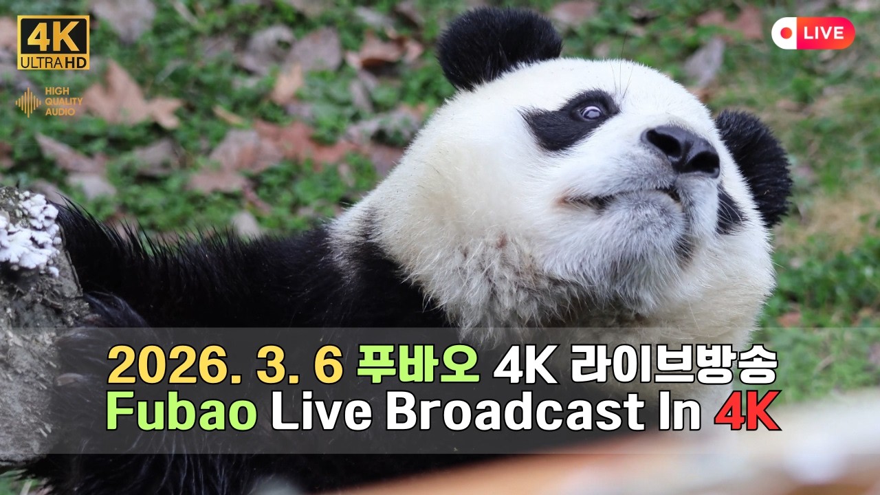 3월 6일의 푸바오의 하루를 4K 고화질 고음질 방송으로 만나보세요.(4K Fubao Live Broadcasting)