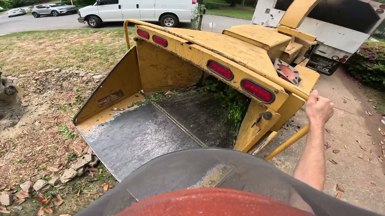 REMOVING BIG HOLLY BUSH