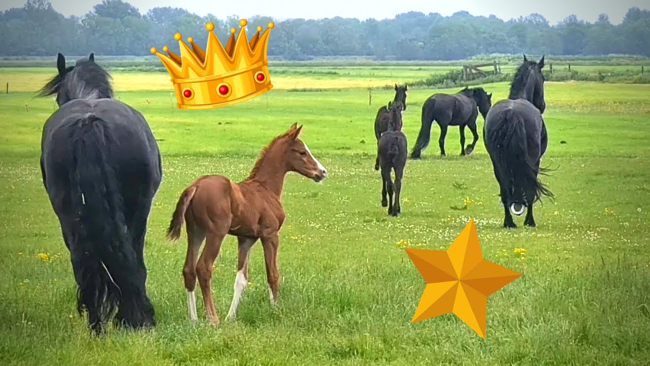 Puppy comes along, Rising Star play outside, breakfast first | Friesian Horses