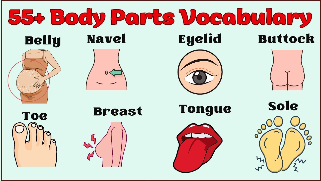Theme 1:  55+ Body Parts Vocabulary | Learn English vocabulary #vocabularyenglish