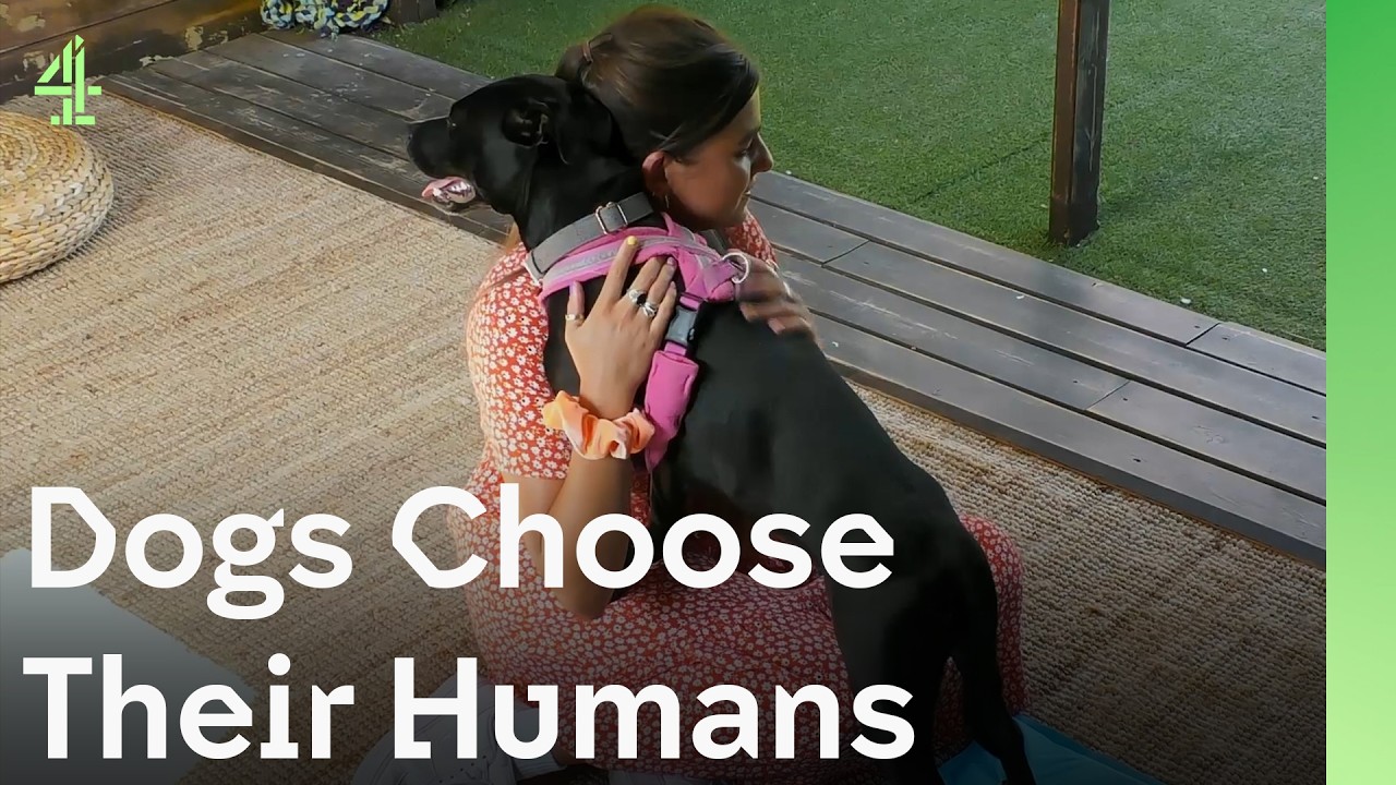 When Dogs Choose Their Humans | The Dog House 🐶