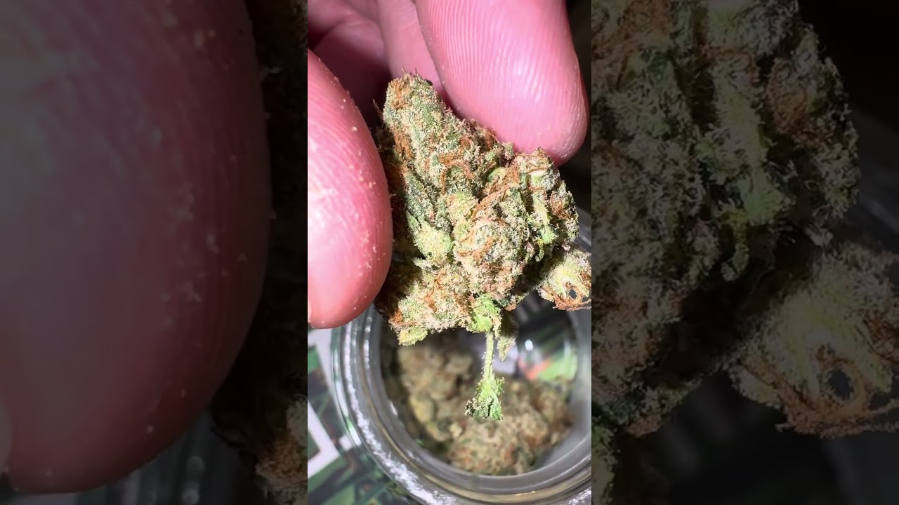 TERPY TIME TASTE BUDS - NEW DROP !!!! - NAMELESS GENETICS - MEGA WELLNESS OG #new #2025 #california