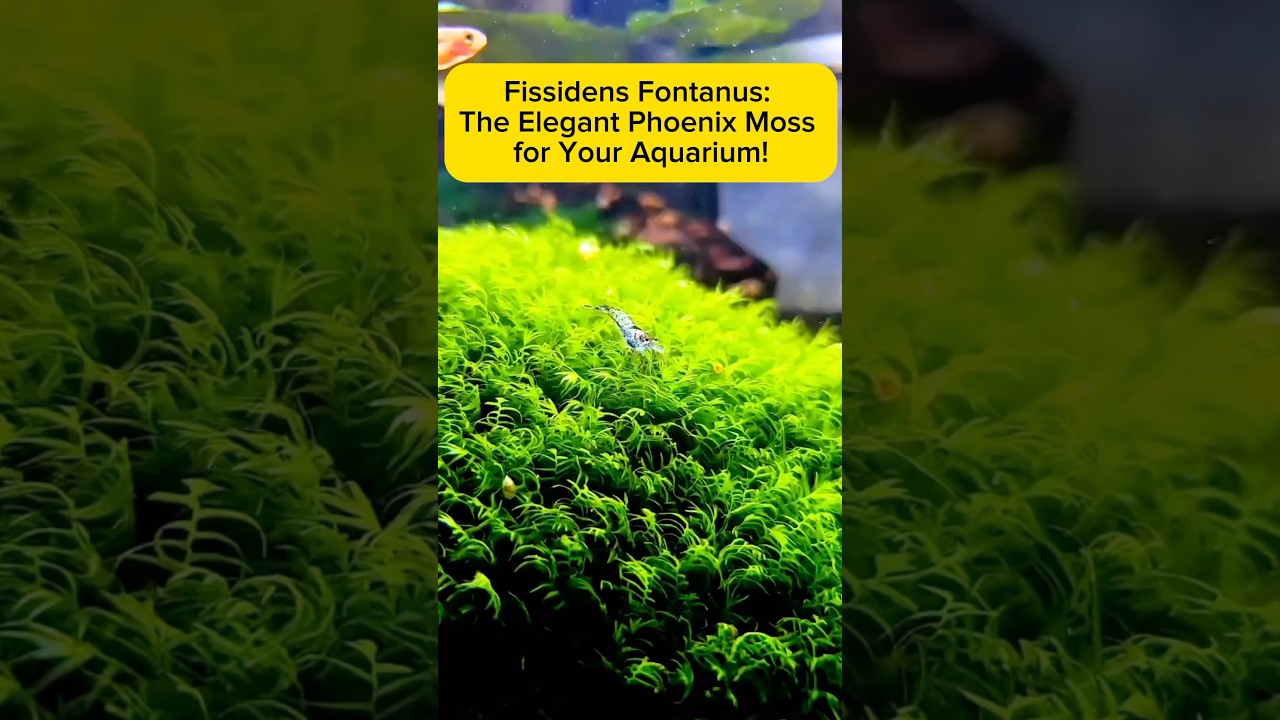 Fissidens Fontanus: The Elegant Phoenix Moss for Your Aquarium! AquaVerse #fissidensmoss #shorts