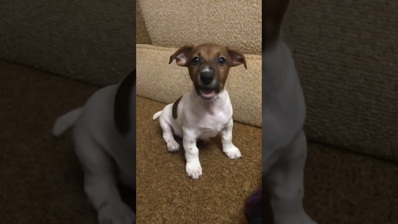 Small Puppy Jack Russell is barking #puppy #barking #pets