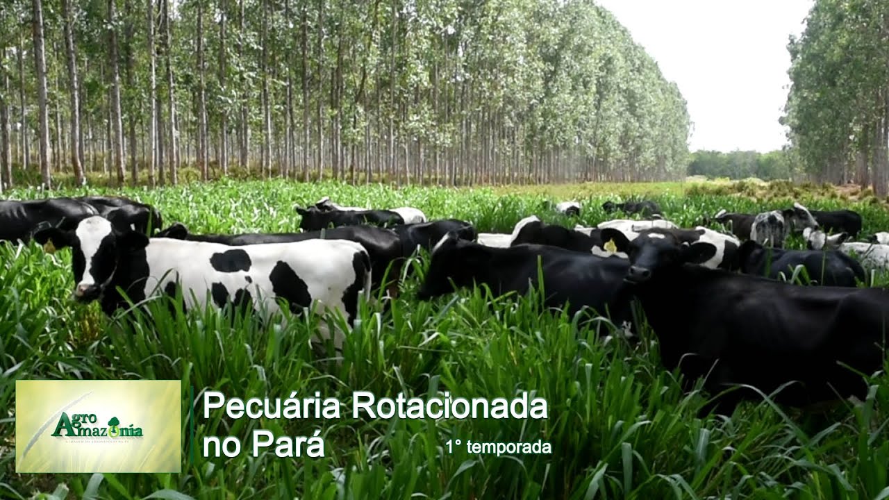 Pecuária Rotacionada no Pará