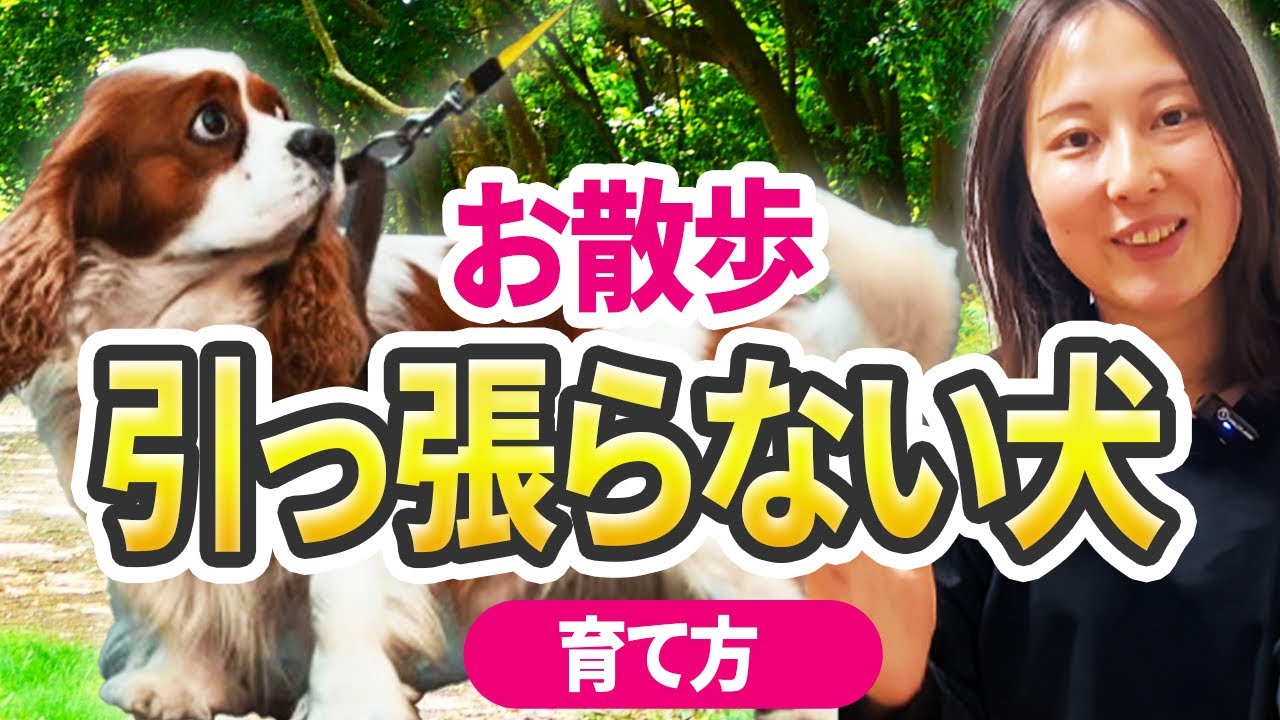 【実践】引っ張らない、吠えない犬になる育て方をご紹介！