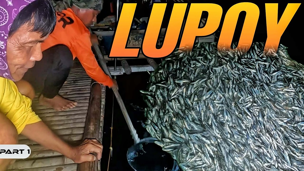 P1 - LUPOY