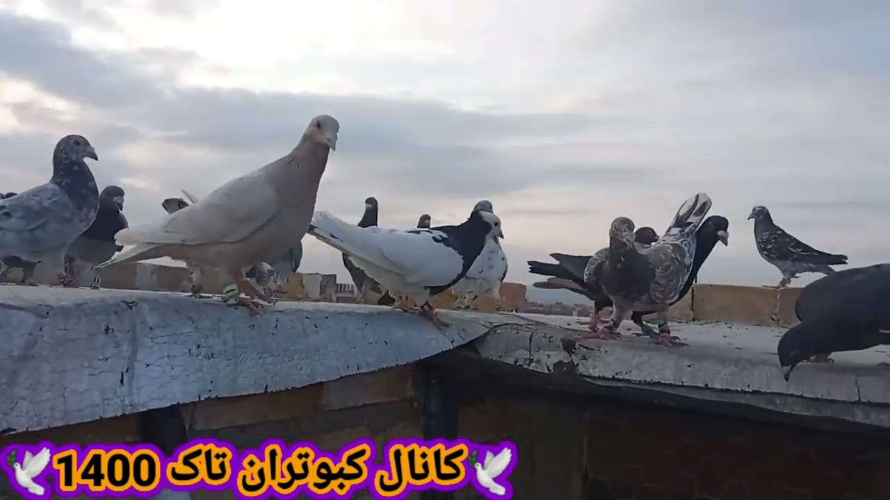 کبوتر بازی به همراه غریب گیری 6 بهمن ماه 1403