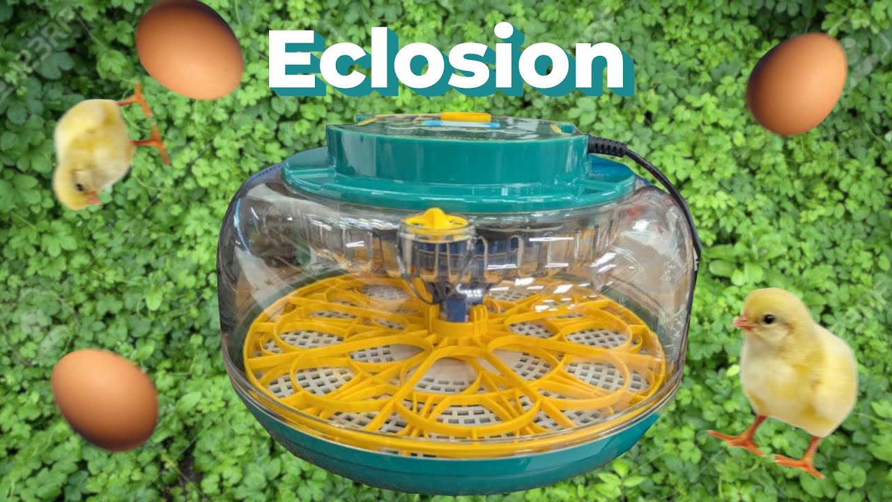 Eclosion de nos oeufs de poule et de caille ( couveuse dural's DX5 )