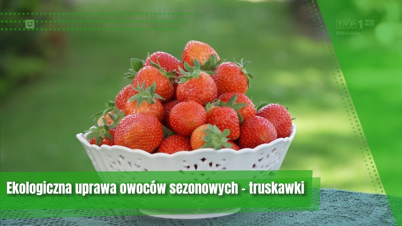 Magazyn Rolniczy. Rolnictwo ekologiczne &ndash; ekologiczna uprawa owoc&oacute;w sezonowych &ndash; truskawki