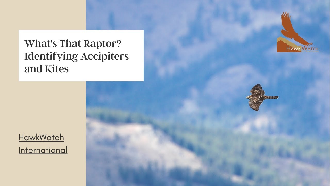 What's that Raptor? Identifying Accipiters and Kites