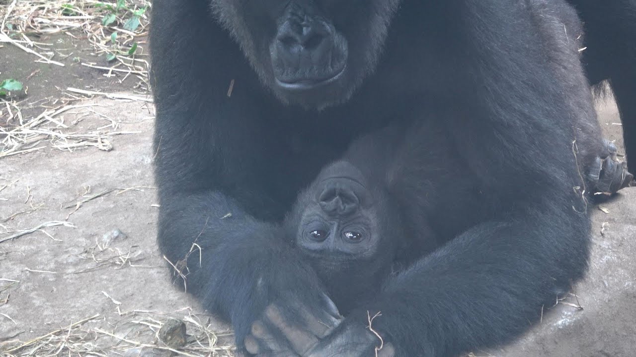 トトの胸に抱きついて離れようとしないスモモ💖まるで本当の親子のよう💖　上野動物園ゴリラ🦍　2024年9月29日